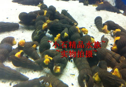 Сяоши Водолей Сулавези апельсиновый кролик оранжевый кролик, просмотр улитки жилые домашние животные аквариум aquarius aquarius Удалить водоросли