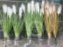 Mô phỏng cây sậy trong chậu hoa khô hoa giả hạt ngũ cốc đạo cụ thực vật thủy sinh hạ cánh trang trí cây xanh - Hoa nhân tạo / Cây / Trái cây Hoa nhân tạo / Cây / Trái cây