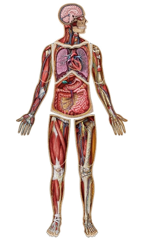 Человеческая анатомия головоломка Джонс Хопкинс Университет Медицинский иллюстрация Художник рисует анатомию человека