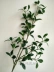Mô phỏng Bắc Âu Mới Milan lá giả cành lá cây xanh lá cây hoa giả trang trí cắm hoa trang trí chất lượng cao - Hoa nhân tạo / Cây / Trái cây cây giả trang trí trong nhà Hoa nhân tạo / Cây / Trái cây
