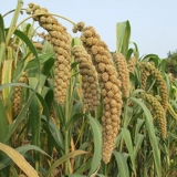 Huang Xiaomi 2020 Новый рис Shanxi Mellet Cif Fors Fear Farm Farm Farm Farm 5 фунтов бесплатной доставки еды