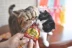 Nước sốt mèo nhà Inabao dán dinh dưỡng cho mèo Thức ăn bổ sung sữa lắc Thức ăn ướt Gói thức ăn cho mèo Mèo mang thai mèo 1