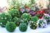 Mô phỏng cây nhựa đậu phộng bóng phòng khách hoa giả trong nhà cỏ bóng trần trung tâm mua sắm trang trí đám cưới - Hoa nhân tạo / Cây / Trái cây