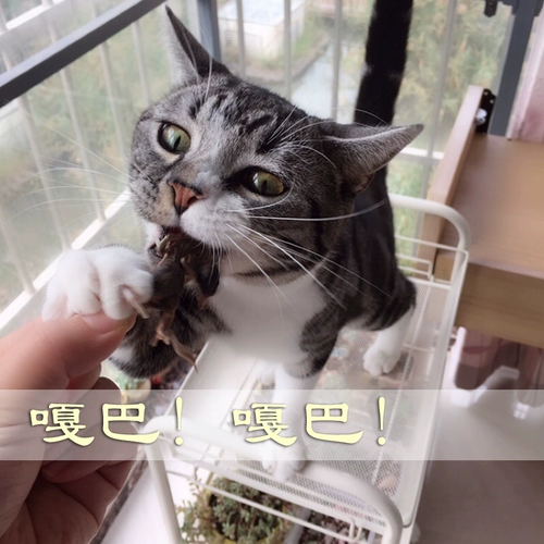 Бесплатная доставка для употребления замороженных кошек высушенные перепелы закуски для кошки сырая кость, замороженное мясо замороженное сушеный мясо пищевой пищевой пищевой пищевой