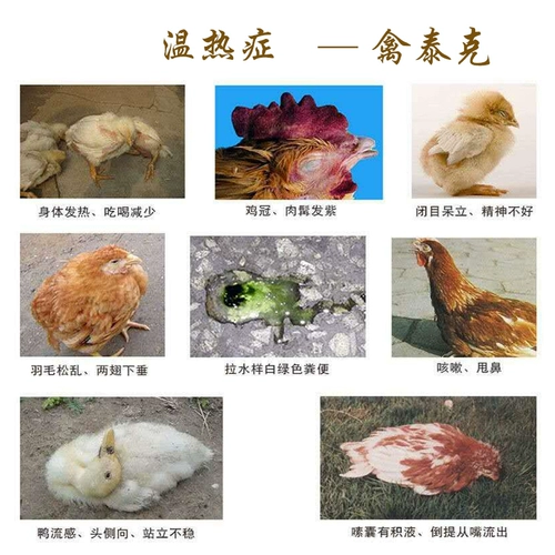 Медицина для зверя медицины с курицей медицины для птицы, птицеводная птица, лекарство от курицы, болезнь курицы, птица, курица, курица, утка и гусиные гравийные, искренние подлинные