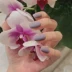 Sơn móng tay Matte Bộ sơn móng tay Matte Matte Nail Polish Bộ Grandma Grey Haze Blue Dirty Orange Free Baking Unpeelable - Sơn móng tay / Móng tay và móng chân