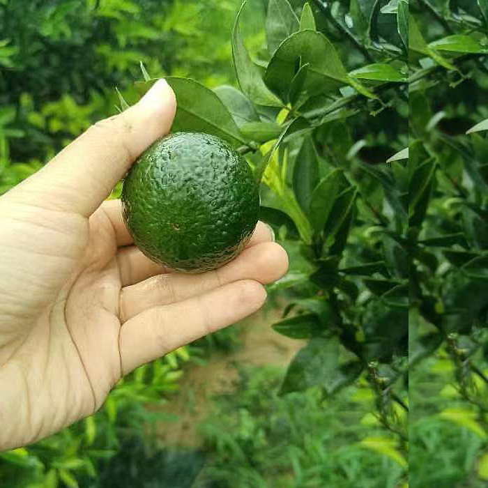 小青柑普洱茶哪里买？如何在琳琅满目的市场中选出优质好品