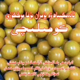 Ar L Arbor Ak Pantyhose Tara Xia не смущенная сцепление Komi ems ak ims ak спросил агар iphpa