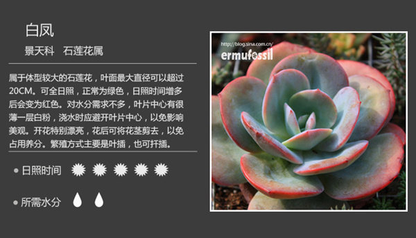 常见石莲多肉植物 白凤 不徒长肉多多 桌面花卉植物盆栽防辐射图片_55