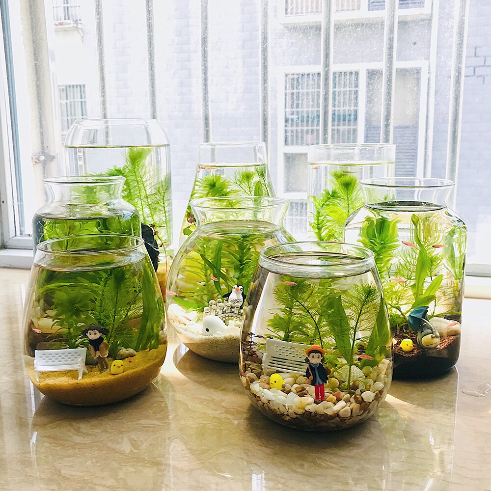 生态瓶diy材料包水族小学科学生态瓶材料微景观小型装饰桌面 带灯 蚌