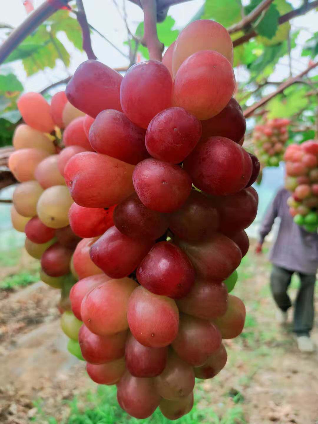萧县水果种植