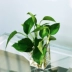 Hoa acrylic thời trang hoa để bàn hoa bình nước văn hóa cây xanh anthurium chậu hoa tre phong phú chậu hoa bình đất - Vase / Bồn hoa & Kệ chậu trồng lan Vase / Bồn hoa & Kệ