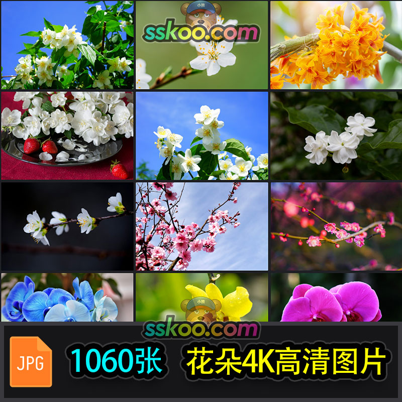 高清兰花梅花茉莉花唯美花卉花朵摄影照片4K壁纸背景图片设计素材