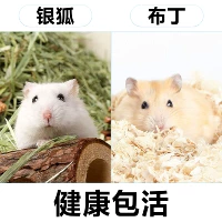 Серебряная лиса+пудинг