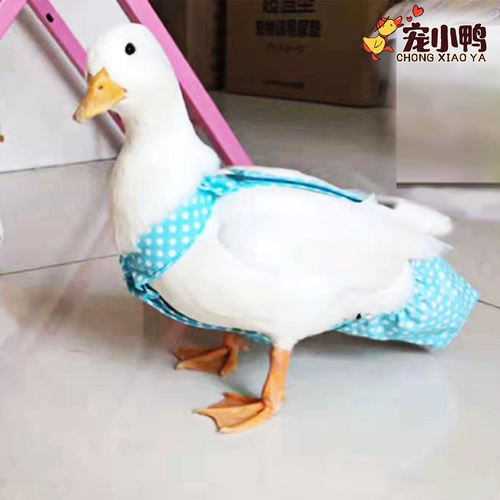 Чистая одежда из красного питомца куриная моча не намодает продукты Kerr Duck Duckling Goose Wipers, дерьмо, одежда
