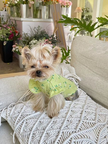 Сяотанская кара корейская версия весенней и летней одежды, шнурок с маленьким рукавом, собака и кошачья одежда мальцис -инжишсии и кошачья одежда