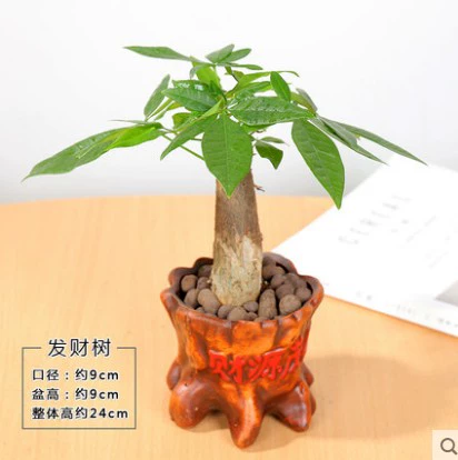 Фортуна в горшках в горшках ежемесячно Денежное дерево Зеленое растение бонсай офисное помещение в помещении гостиной для очистки воздушных цветов