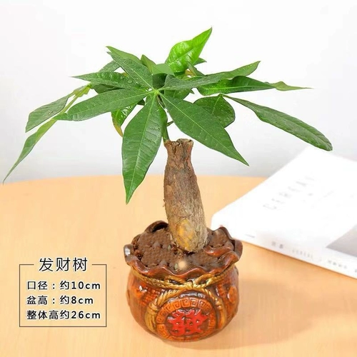 Фортуна в горшках в горшках ежемесячно Денежное дерево Зеленое растение бонсай офисное помещение в помещении гостиной для очистки воздушных цветов