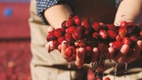 Импортное компактное сырье для косметических средств, США, клюква