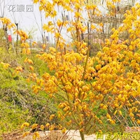 Золотые саженцы клена Японская оранжевая мечта о золотом кленое двор золотистого кленового двора четыре сезона озеленение дерева мандарин