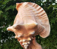 Морская раковина 天然大海螺胭脂螺家居装饰粉色贝壳摆件婚庆道具鱼缸造景收藏礼物