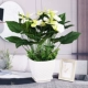 № 2 Белый квадратный горшок +15 High -end Palm Palm
