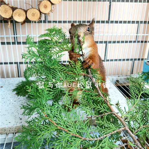 Белка летающая мышь Мыши Родор Животные Интерактивные Игрушки природа Подарок природы свежие глубокие горы и дикие трубы свежие листья