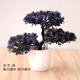 【Ganoderma Tree Purple】