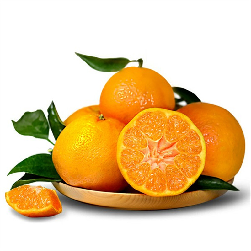  四川特级新鲜水果粑粑丑橘