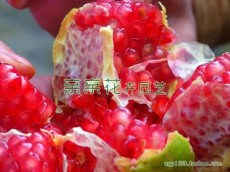 [Fruit tree seedling large pomegranate tree seedling new variety - Yunnan large pomegranate seedling large fruit sweet taste fragrant]