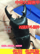 Других насекомых рептилий/тревоги 中国大扁锹 锹形虫 甲虫