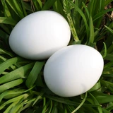 Голубь сплошные фальшивые яйцо -кредит голубей