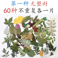 (Без пластикового уплотнения) 60 листьев листьев