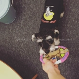 Интерактивное фрисби, игрушка для тренировок