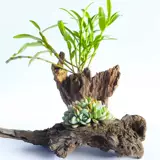 Сочный растительный цветочный горшок Бутик деревянный экологический мертвый древесный корень Цветочный впадины творческий зеленый дендробиум дендробиум с длинным полосатым горшками