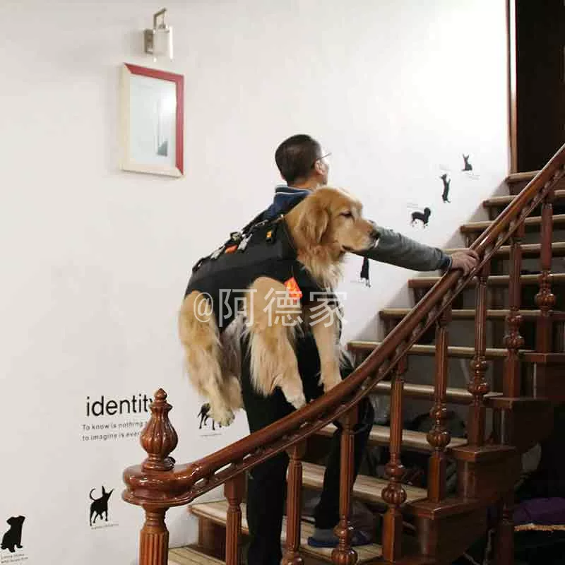 Backpack to go out, travel bag, pet