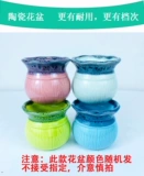 Lvluo Fortune Tree Tree Plant Plant Plant Комната цветочные зеленые растения LV сцены четыре сезона Changqingwen Bamboo Hanging Orchids