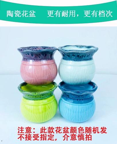 Lvluo Fortune Tree Tree Plant Plant Plant Комната цветочные зеленые растения LV сцены четыре сезона Changqingwen Bamboo Hanging Orchids