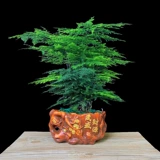 Бамбуковый горшечный растение Внутренний цветочный офис на рабочем столе на рабочем столе зеленый растение всасывание