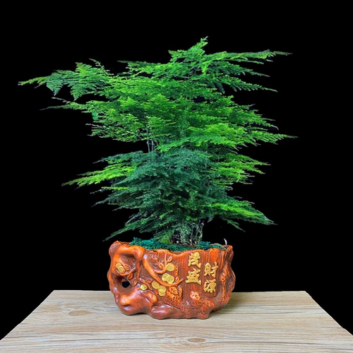 Бамбуковый горшечный растение Внутренний цветочный офис на рабочем столе на рабочем столе зеленый растение всасывание