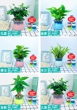 Lvluo Fortune Tree Tree Plant Plant Plant Комната цветочные зеленые растения LV сцены четыре сезона Changqingwen Bamboo Hanging Orchids