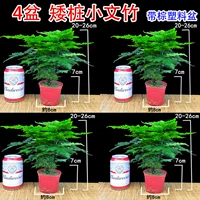 4 горшки - веточка карлика [Palm Plastic]