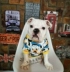 Pháp luật chiến đấu quần áo chó mùa xuân quần áo mèo Bago béo chó nửa tay áo hoạt hình vòng cổ áo Teddy quần áo thú cưng - Quần áo & phụ kiện thú cưng