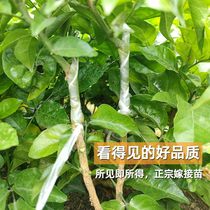 果树嫁接苗:现代农业的新引擎