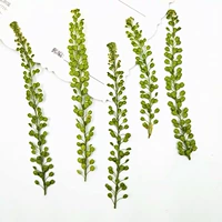 Армейский Зеленый