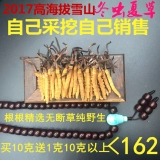 Выбранные cordyceps sinensis 4 1 грамм подлинных Qinghai Yushu Tibetan Naqu