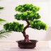 Cây mô phỏng chào đón cây thông nhỏ trong chậu bonsai trang trí nhà cây nhỏ nhựa giả hoa trang trí quà tặng sáng tạo - Hoa nhân tạo / Cây / Trái cây lan giả hạc đột biến Hoa nhân tạo / Cây / Trái cây