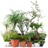 [吸水石盆景植物上水石假山室内花草绿植家居装饰摆件微景观小盆栽]