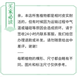 [吸水石盆景植物上水石假山室内花草绿植家居装饰摆件微景观小盆栽]
