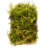 Hermia Moss Moss Plant Plant Micro -Wlandscap